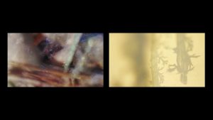 Petra Pavetić Kranjčec